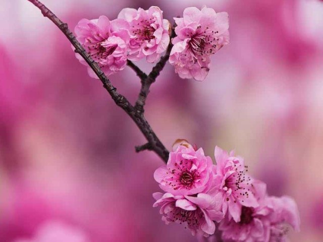 beautiful beautiful flowers bloom blooming