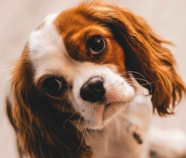 shallow focus photography of a cavalier king charles spaniel