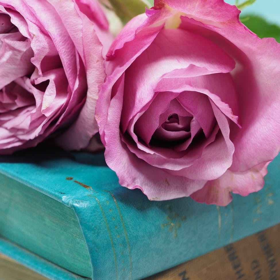 pink rose flower on blue hardbound books