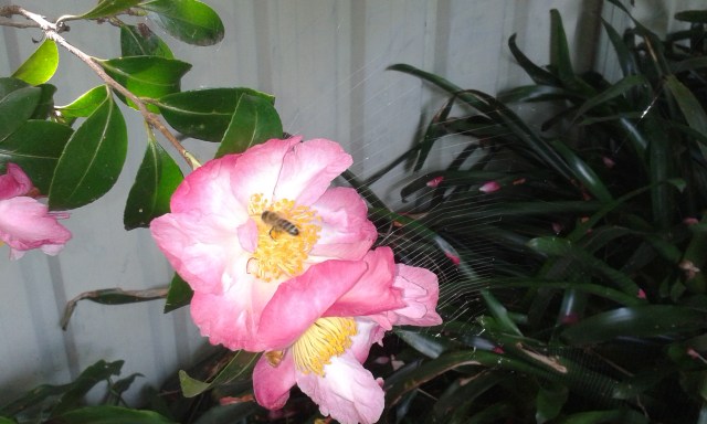 Copyright: Jennifer M. Ross @ teawithjennifer.blog