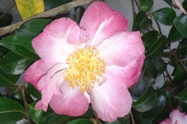 Copyright; Jennifer Ross @ teawithjennifer.blog