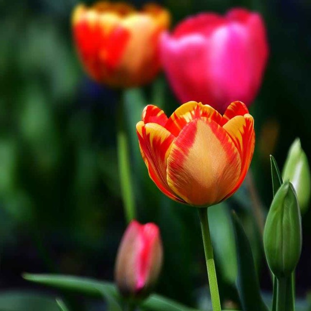 orange tulips in bloom