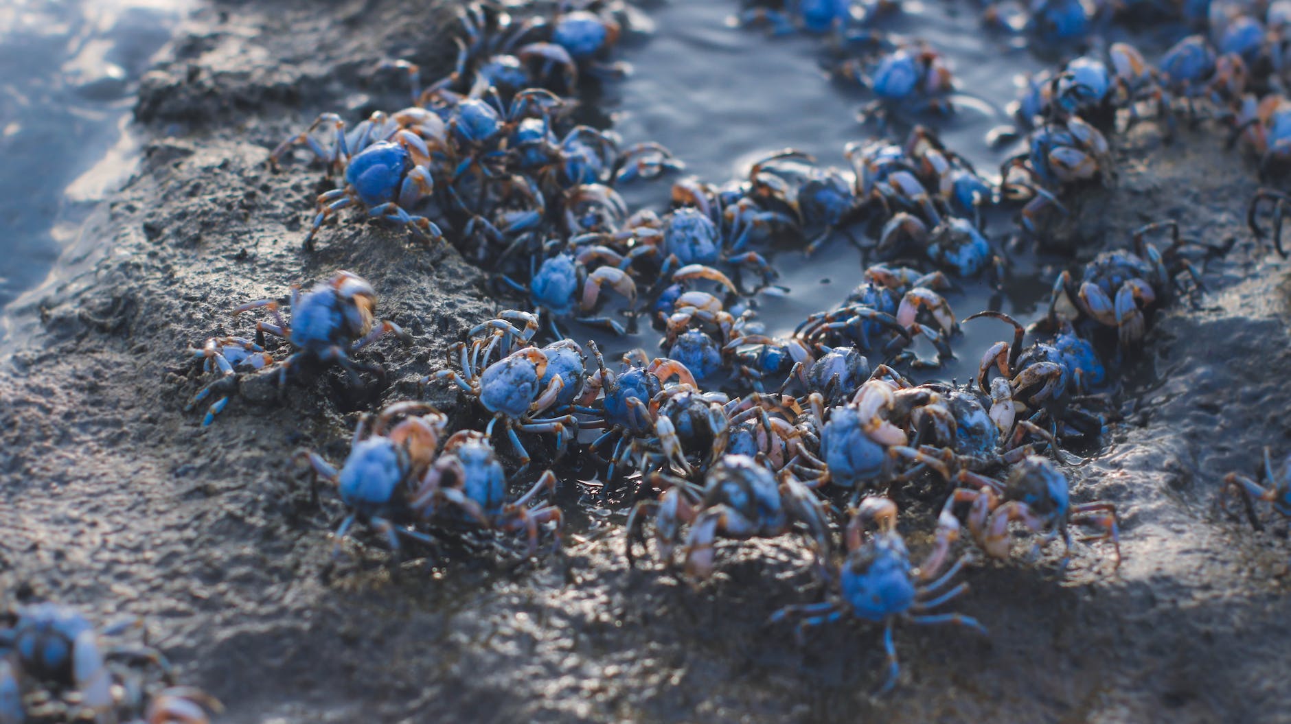 heap of soldier crabs on sand