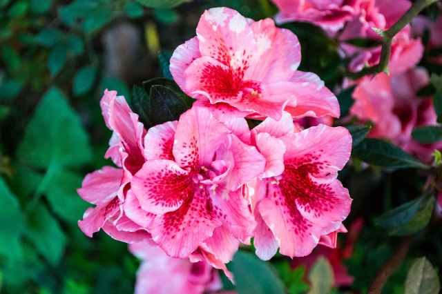 close up photography of pink flowers