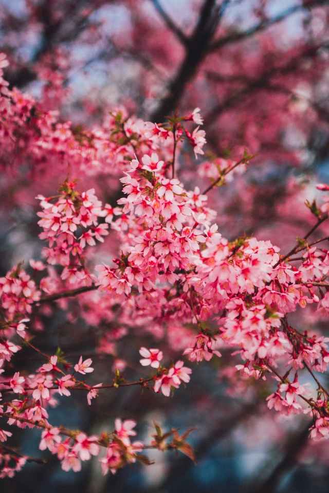 pink flowers on brown tree branch